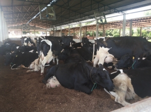 VACAS SOB VENTILAÇÃO