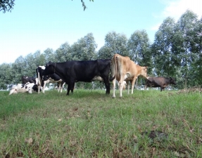 VACAS LEITEIRAS